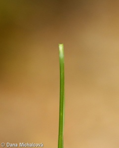 Carex humilis – ostřice nízká