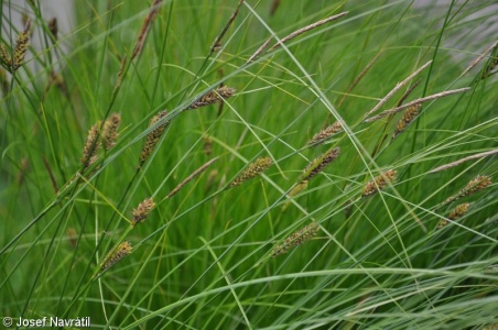 Carex lasiocarpa – ostřice plstnatoplodá