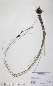 Carex lasiocarpa – ostřice plstnatoplodá