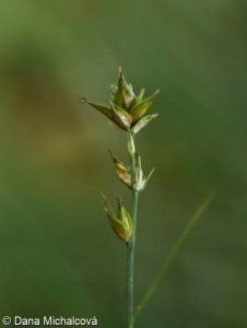 Carex leersii – ostřice mnoholistá