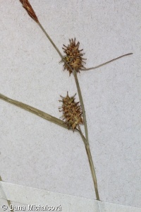 Carex flava agg. – okruh ostřice rusé