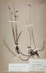 Carex limosa – ostřice bažinná, ostřice mokřadní