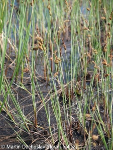 Carex limosa – ostřice bažinná, ostřice mokřadní