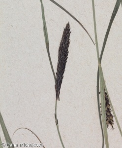 Carex melanostachya