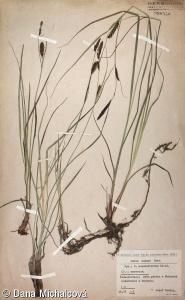 Carex melanostachya – ostřice černoklasá