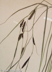 Carex melanostachya – ostřice černoklasá