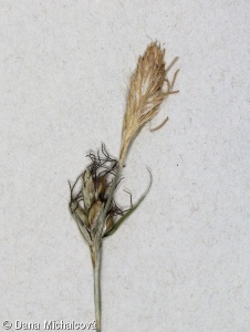 Carex michelii – ostřice Micheliova