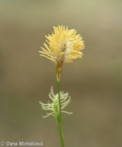 Carex michelii – ostřice Micheliova