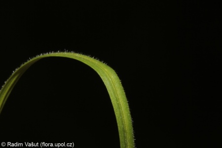 Carex montana – ostřice horská