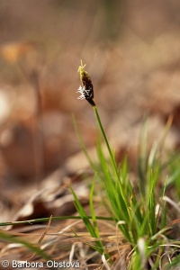 Carex montana – ostřice horská