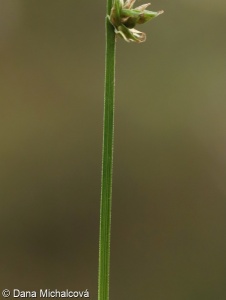 Carex muricata agg. – okruh ostřice měkkoostenné