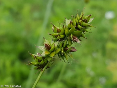 Carex muricata