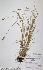 Carex muricata