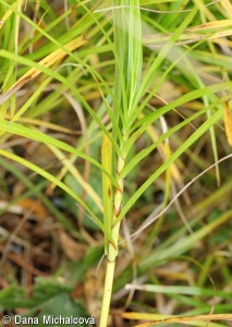 Carex muskingumensis – ostřice muskingumenská