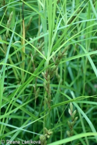 Carex muskingumensis – ostřice muskingumenská