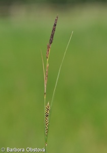 Carex nigra subsp. nigra – ostřice obecná pravá