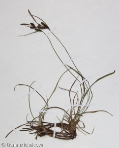 Carex nigra – ostřice obecná
