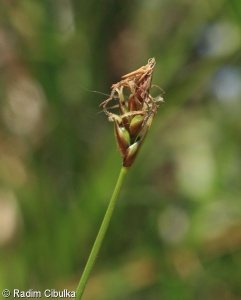 Carex obtusata – ostřice přitupá