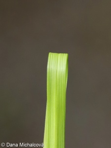 Carex ornithopoda – ostřice ptačí nožka
