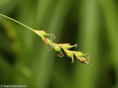 Carex ornithopoda