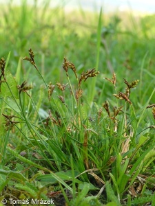 Carex ornithopoda – ostřice ptačí nožka