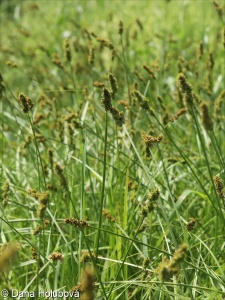 Carex otrubae – ostřice Otrubova