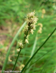 Carex leporina – ostřice zaječí