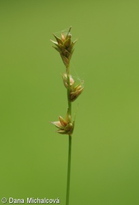 Carex muricata aggr.