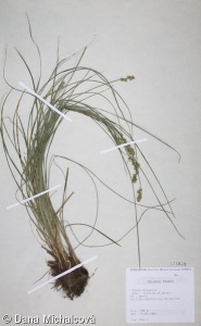 Carex pairae – ostřice Pairaova