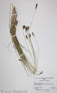 Carex muricata subsp. pairae