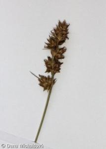 Carex pairae – ostřice Pairaova