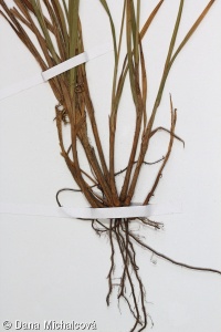 Carex pallescens – ostřice bledavá