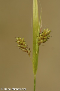 Carex pallescens – ostřice bledavá