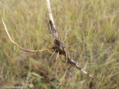 Carex panicea – ostřice prosová