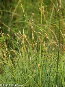 Carex panicea – ostřice prosová