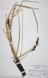 Carex paniculata subsp. paniculata – ostřice latnatá pravá