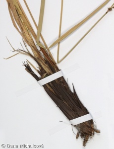 Carex paniculata subsp. paniculata – ostřice latnatá pravá