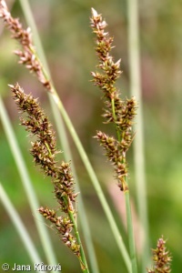 Carex paniculata – ostřice latnatá