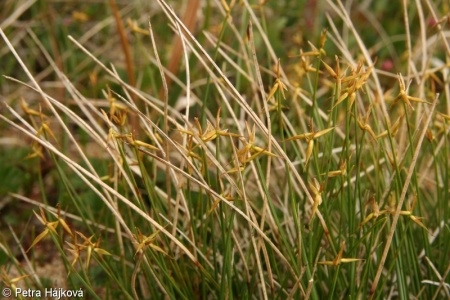 Carex pauciflora – ostřice chudokvětá