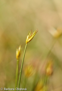 Carex pauciflora