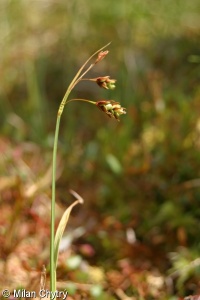 Carex magellanica subsp. irrigua – ostřice vrchovištní zaplavovaná