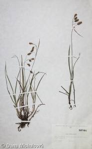 Carex magellanica – ostřice vrchovištní