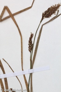 Carex pediformis subsp. macroura