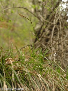 Carex macroura – ostřice velkonohá