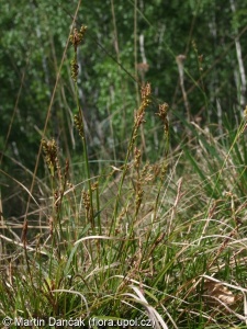 Carex rhizina – ostřice tlapkatá