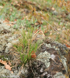 Carex rhizina – ostřice tlapkatá