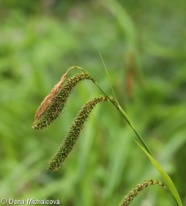 Carex pendula agg. – okruh ostřice převislé
