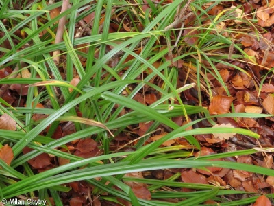 Carex pendula agg. – okruh ostřice převislé