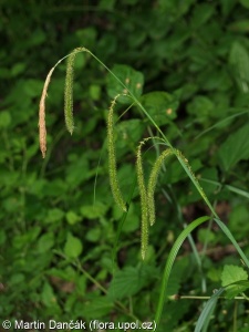 Carex pendula – ostřice převislá