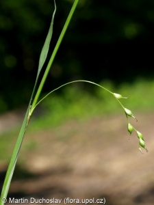 Carex pilosa – ostřice chlupatá